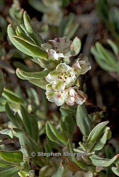 polygonum shastense 1 graphic